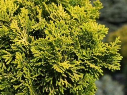 Cypřišek tupolistý 'Aurora'  Chamaecyparis obtusa 'Aurora'