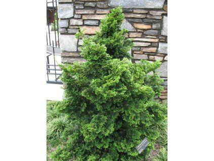 Cypřišek tupolistý 'Nana Gracilis'  Chamaecyparis obtusa 'Nana Gracilis'