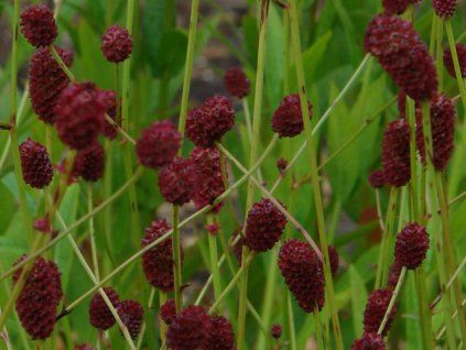 Krvavec toten 'Tanna' - Sanguisorba officinalis 'Tanna'  Sanguisorba officinalis 'Tanna'