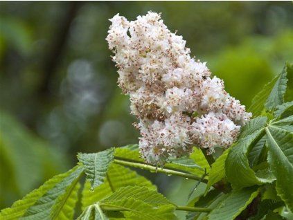 Jírovec maďal 'Baumannii'  Aesculus hippocastanum 'Baumannii'