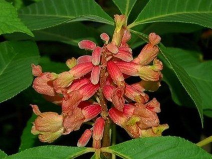dicolor