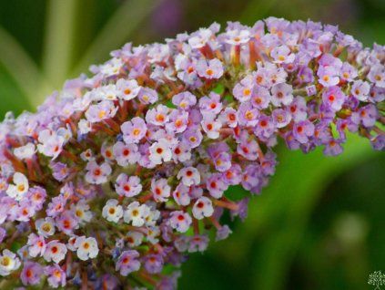lavendera