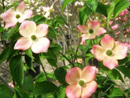 Dřín STELLAR PINK 'Rutgan'  CornusSTELLAR PINK 'Rutgan'