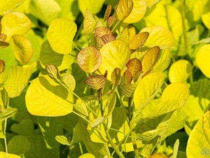 Ruj vlasatá Golden Spirit 'Ancot'  Cotinus coggygria Golden Spirit 'Ancot'