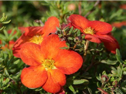 Mochna křovitá 'Marian Red Robin'  Potentilla fruticosa 'Marian Red Robin'