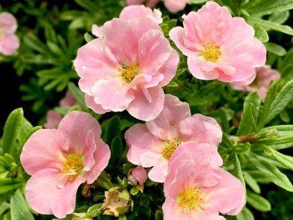Mochna křovitá 'Pink Paradise' PBR  Potentilla fruticosa 'Pink Paradise' PBR