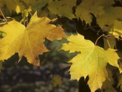 Javor mléč 'Columnare'  Acer platanoides 'Columnare'