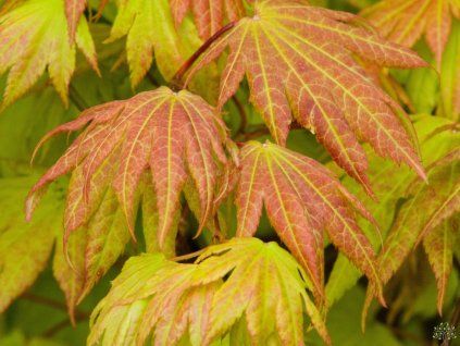 Acer Autumn Moon (2)