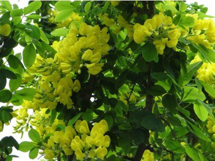 Štědřenec alpský 'Sunspire'  Laburnum alpinum 'Sunspire'