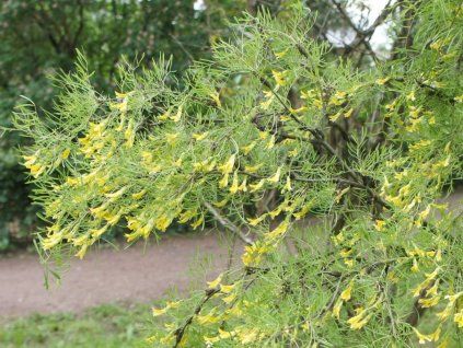 Čimišník stromovitý 'Lorbergii'  Caragana arborescens 'Lorbergii'