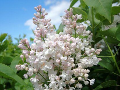 Šeřík obecný 'Krasawica Moskwy'  Syringa vulgaris 'Krasawica Moskwy'