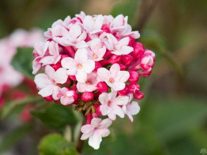 Viburnum Aurora (1)
