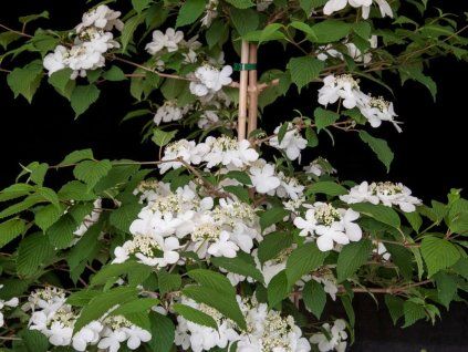 Kalina japonská 'Jww1' 'Kilimanjaro'  Viburnum plicatum 'Jww1' 'Kilimanjaro'