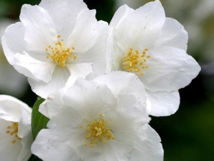 alabaster