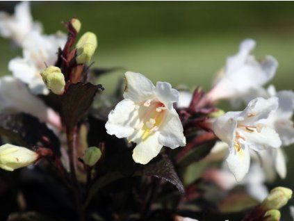 Vajgélie květnatá 'Velda' PBR Ebony & Ivory  Weigela florida 'Velda' PBR Ebony& Ivory