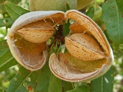 Mandloň 'Tuono'  Prunus amygdalus 'Tuono'