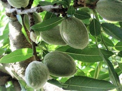 Mandloň 'Ferraduel'  Prunus amygdalus 'Ferraduel'