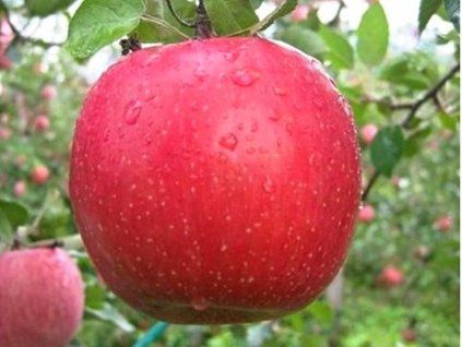 Jabloň 'Fuji Zen Azthec'  Malus domestica 'Fuji Zen Azthec'