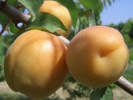 Meruňka 'San Castrese'  Prunus armeniaca 'San Castrese'