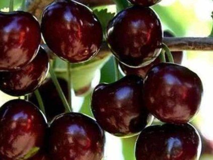 Třešeň 'Black Star'  Prunus avium 'Black Star'