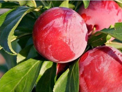 Japonská švestka 'Autumn Giant'  Prunus salicina 'Autumn Giant'