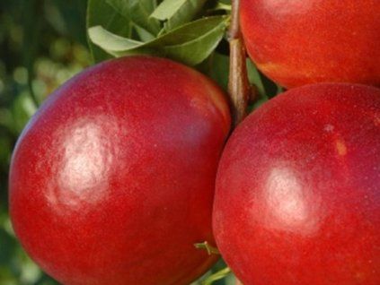 Nektarinka 'Fire Top'  Prunus persica 'Fire Top'