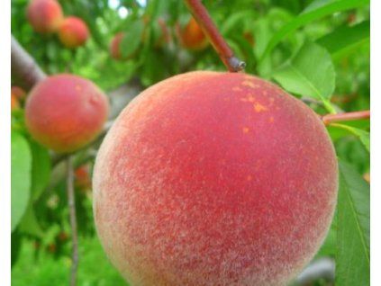 Broskvoň 'Tardy Bell'  Prunus persica 'Tardy Bell'