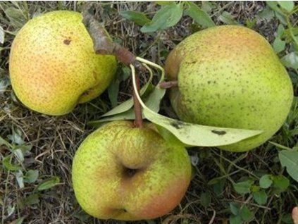 Hrušeň 'Passa Crassana'  Pyrus communis 'Passa Crassana'