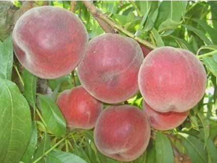 Broskvoň 'Lolita'  Prunus persica 'Lolita'