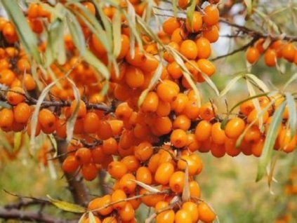 Rakytník řešetlákový 'Perčik'  Hippophae rhamnoides 'Perčik'