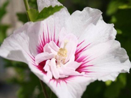 Ibišek syrský 'China Chiffon'  Hibiscus syriacus 'China Chiffon'