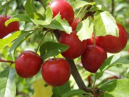Červená slivoň 'Hollywood'  Prunus cerasifera 'Hollywood'