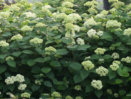 Hortenzie stromečkovitá Lime Rickey 'Smnhair' PBR  Hydrangea arborescens Lime Rickey 'Smnhair' PBR