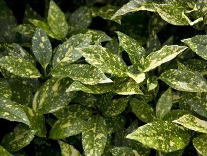 croton
