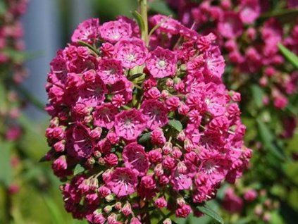 rubra2