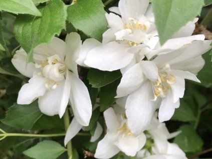 Pustoryl věncový 'Virginal'  Philadelphus coronarius 'Virginal'