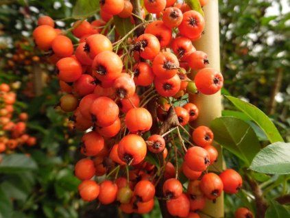 Hlohyně šarlatová 'Orange Glow'  Pyracantha coccineus 'Orange Glow'