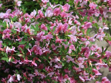 nach2