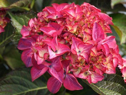 Hortenzie velkolistá 'Red Angel'  Hydrangea macrophylla 'Red Angel'
