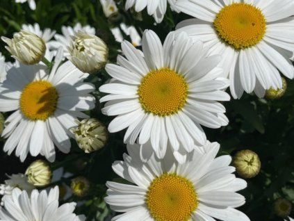 Kopretina 'LaGrande' - Leucanthemum maximum 'LaGrande'  Leucanthemum maximum 'LaGrande'