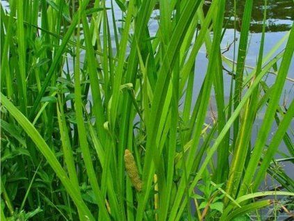 77940 puskvorec obecny acorus calamus
