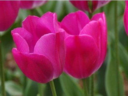 sweet rosy