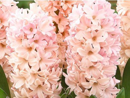 apricot passion