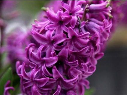 Hyacint 'Purple Sensation' (Balení cibule 14/15 - 5 ks)