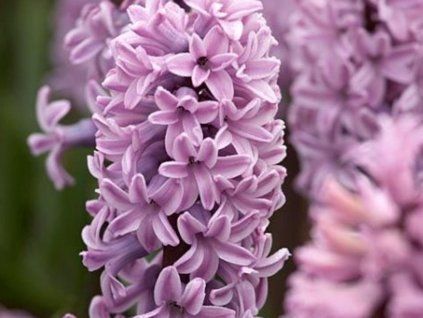 Hyacint 'Splendid Cornelia' (Balení cibule 14/15 - 5 ks)