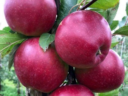 Jabloň 'Dark Idol'  Malus domestica 'Dark Idol'