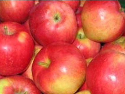 Jabloň 'Judita'  Malus domestica 'Judita'