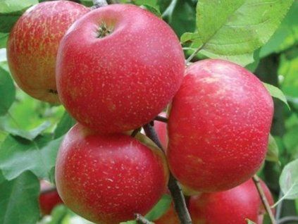 Jabloň 'Honeycrisp'  Malus domestica 'Honeycrisp'