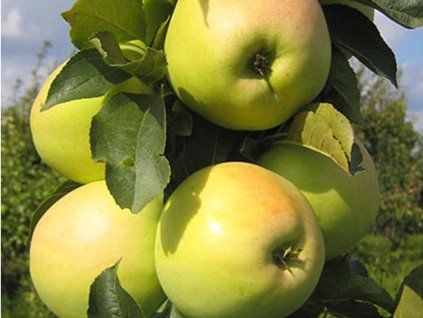 Jabloň 'Gold Millenium'  Malus domestica 'Gold Millenium'