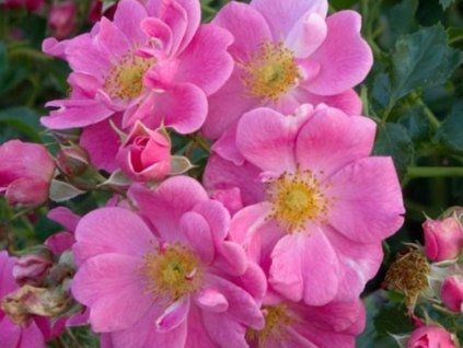 rose